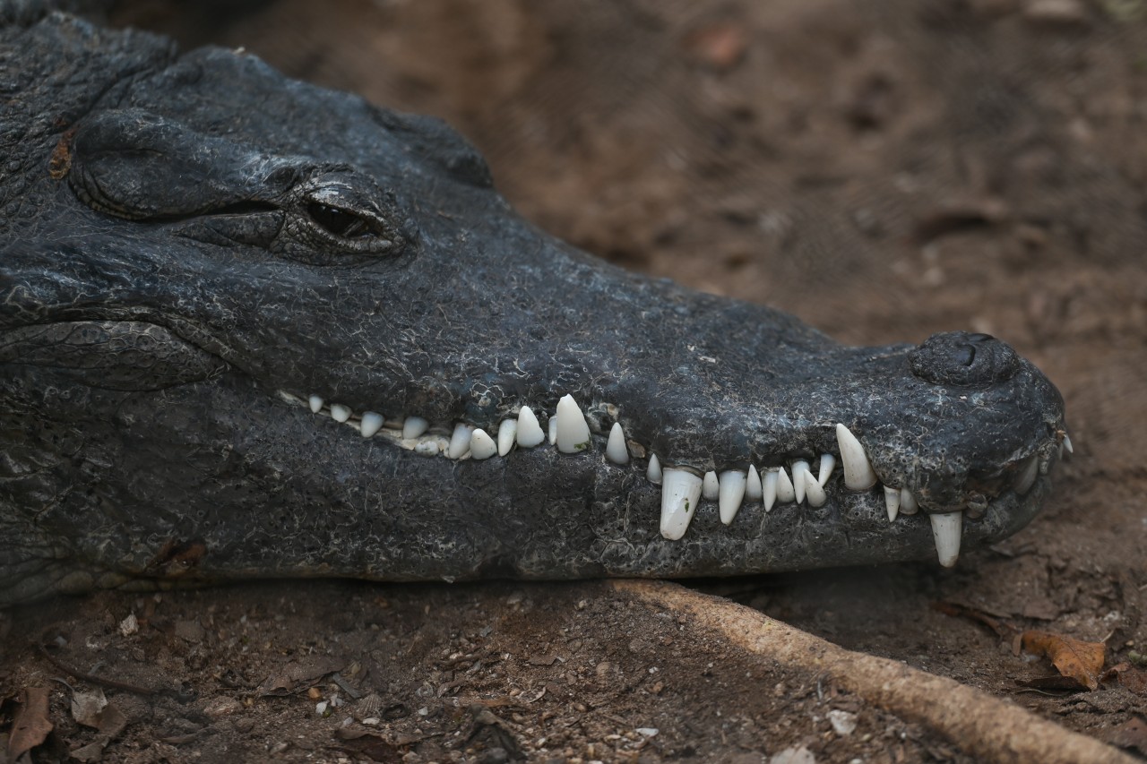 Hund: Statt einem Vierbeiner hatte der Mann einen Alligator vor sich. (Symbolbild)