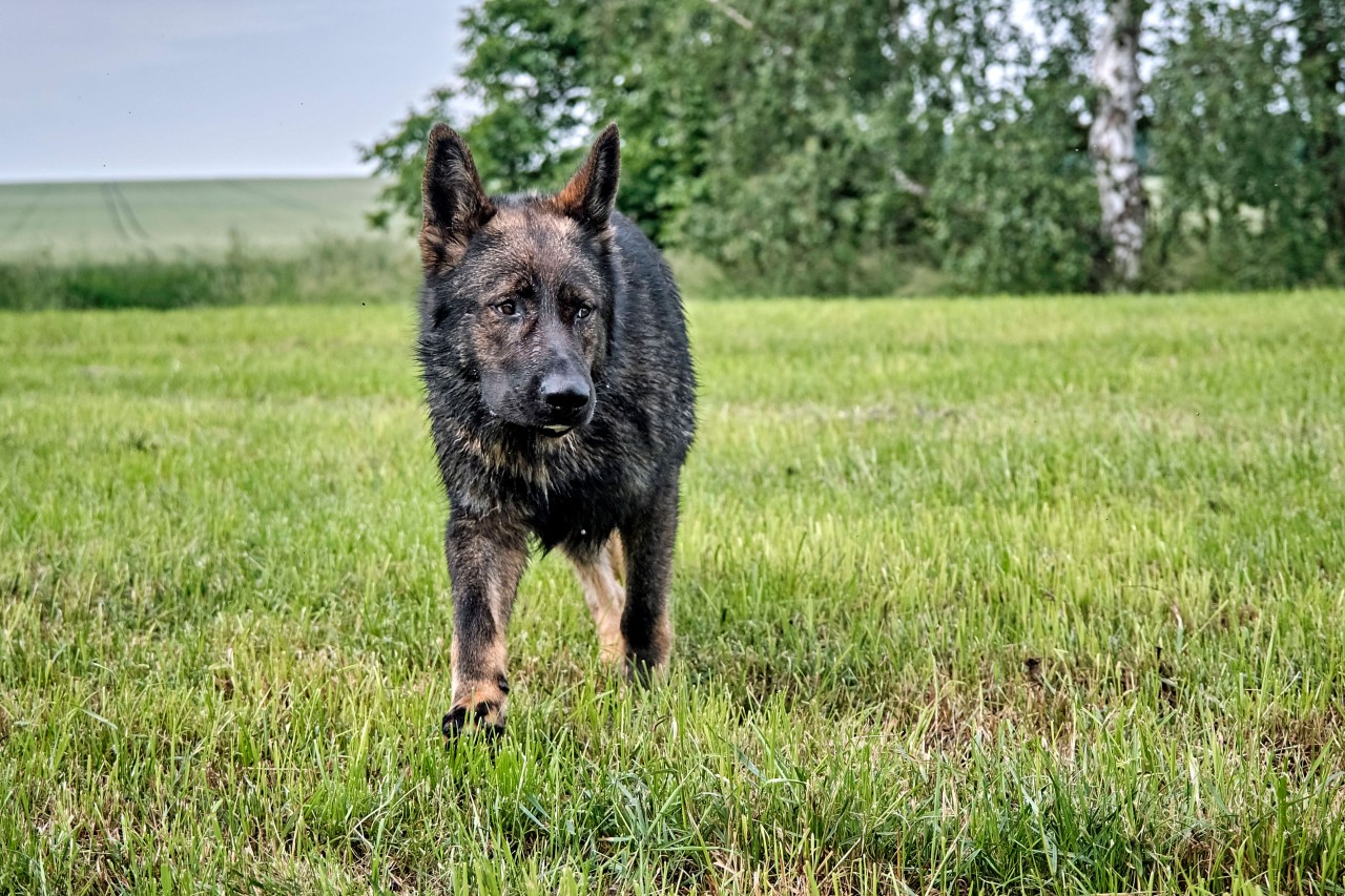 Für einen Hund in den USA ging es plötzlich um Leben und Tod (Symbolfoto).