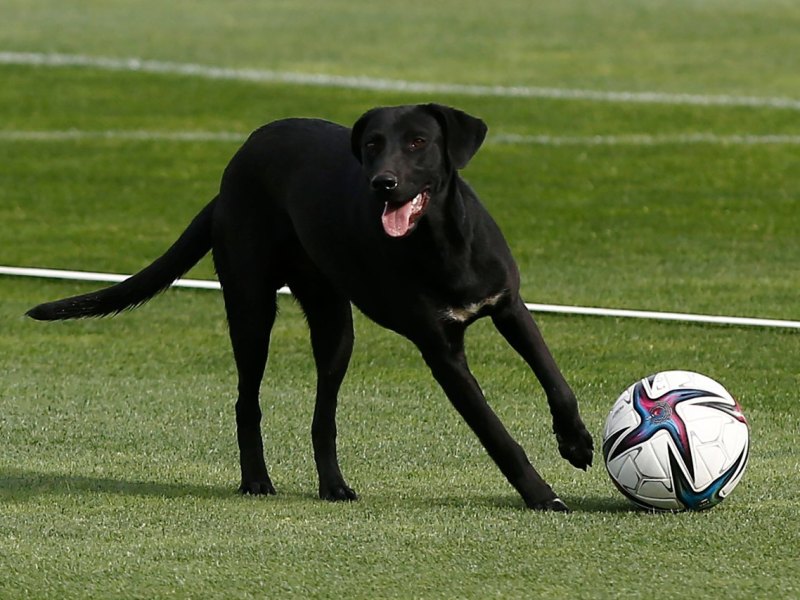 Hund