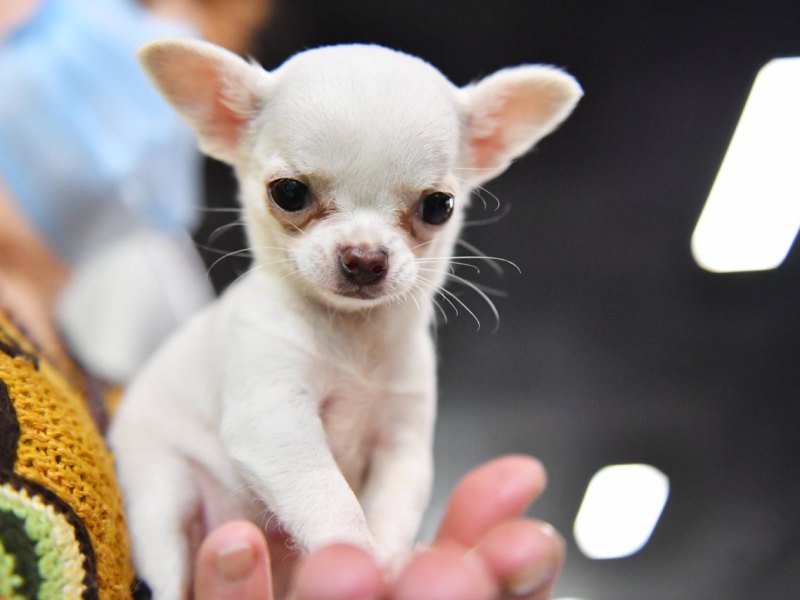 Hund-Chihuahua.jpg