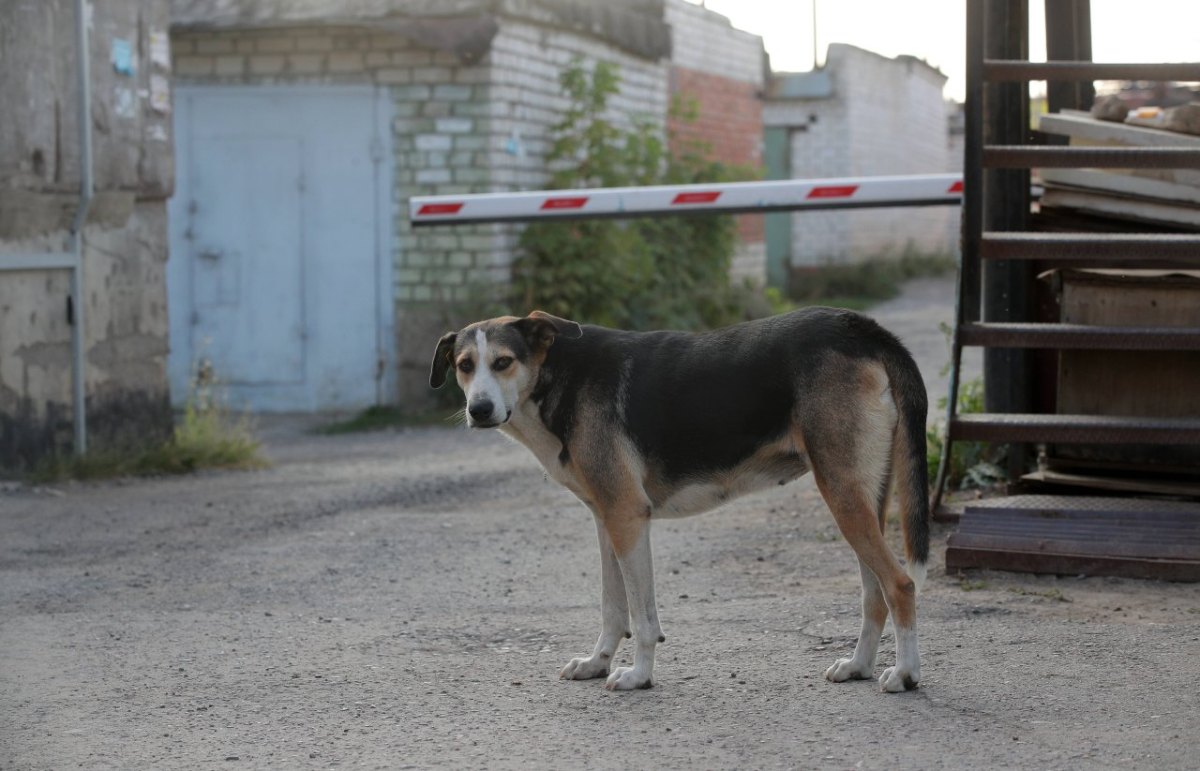 Hund Dortmund.jpg