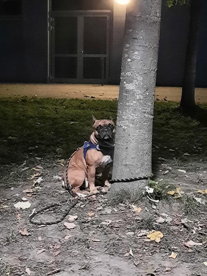 Hund Dortmund.jpg