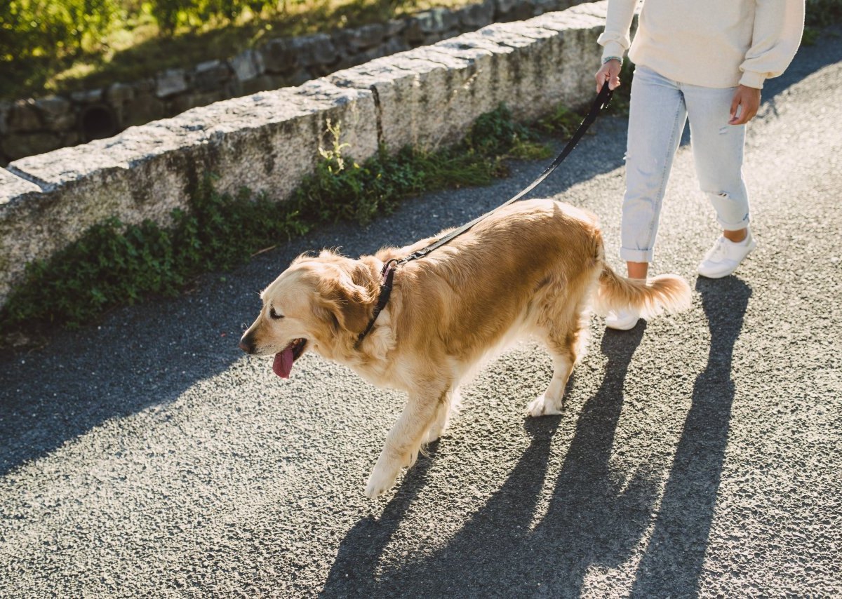 Hund Gassi.jpg