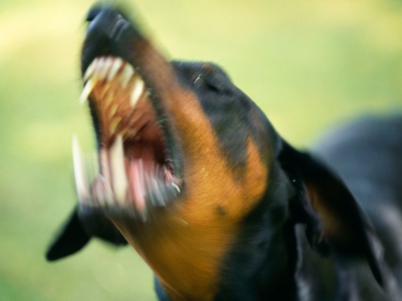 Hund_Mülheim.jpg