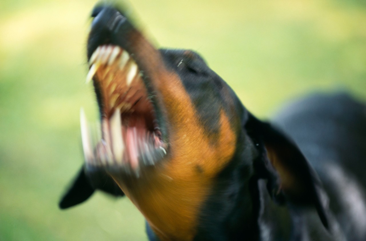 In Mülheim hat ein Hund mehrere Frauen angefallen. (Symbolbild)