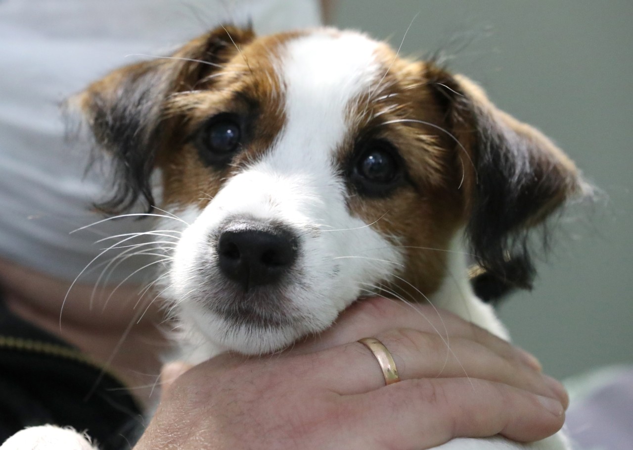 Hund in NRW: Terrier Rudi ließ sich etwas zu Schulden kommen. (Symbolbild)