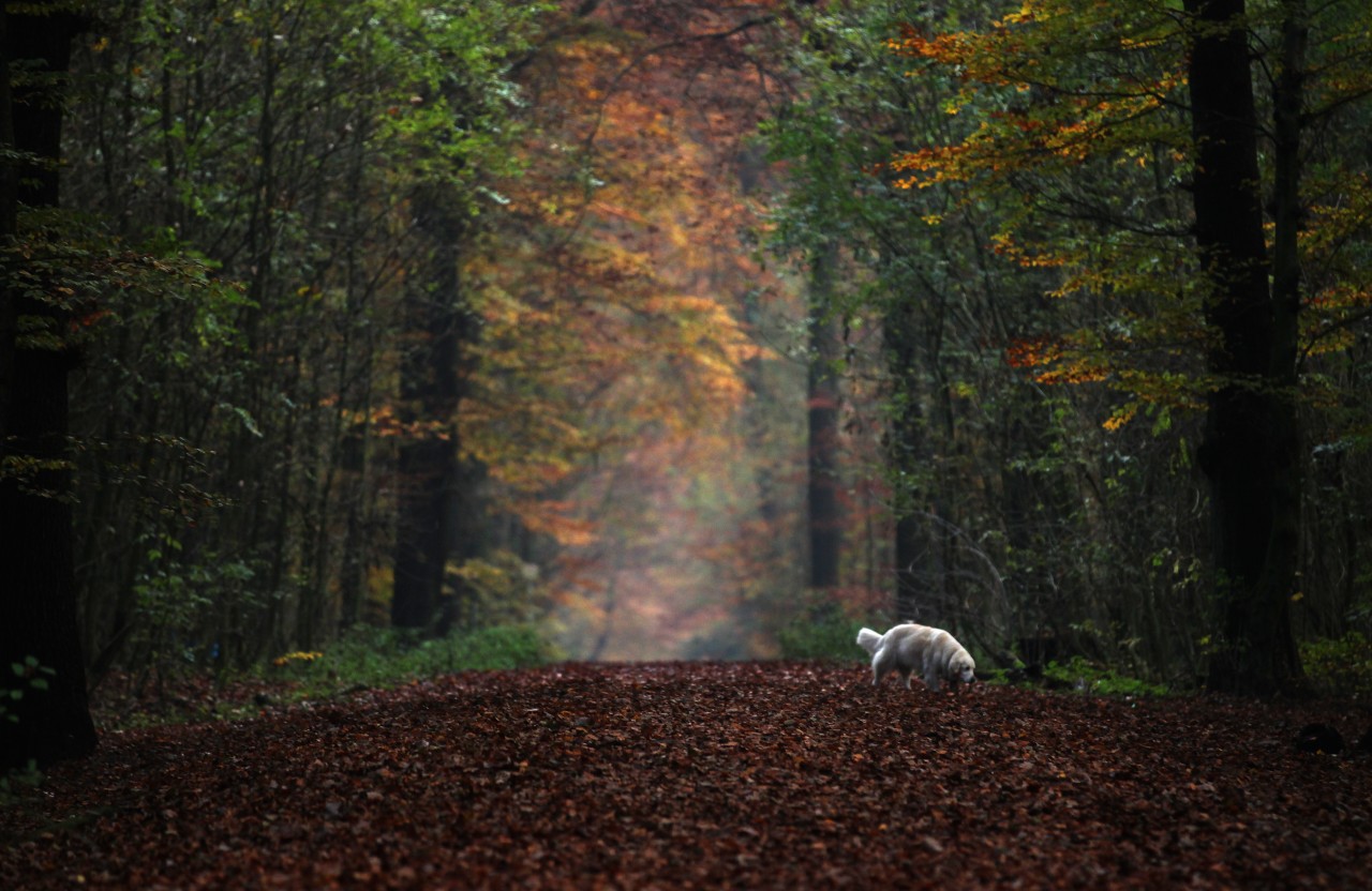 Nahm ein Jäger den Hund im Wald ins Visier? (Symbolbild)