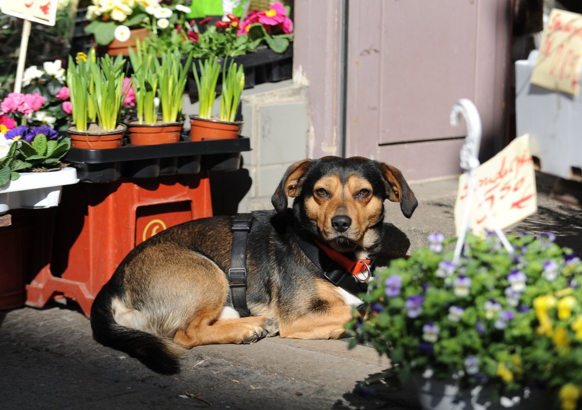 Hund_NRW.jpg