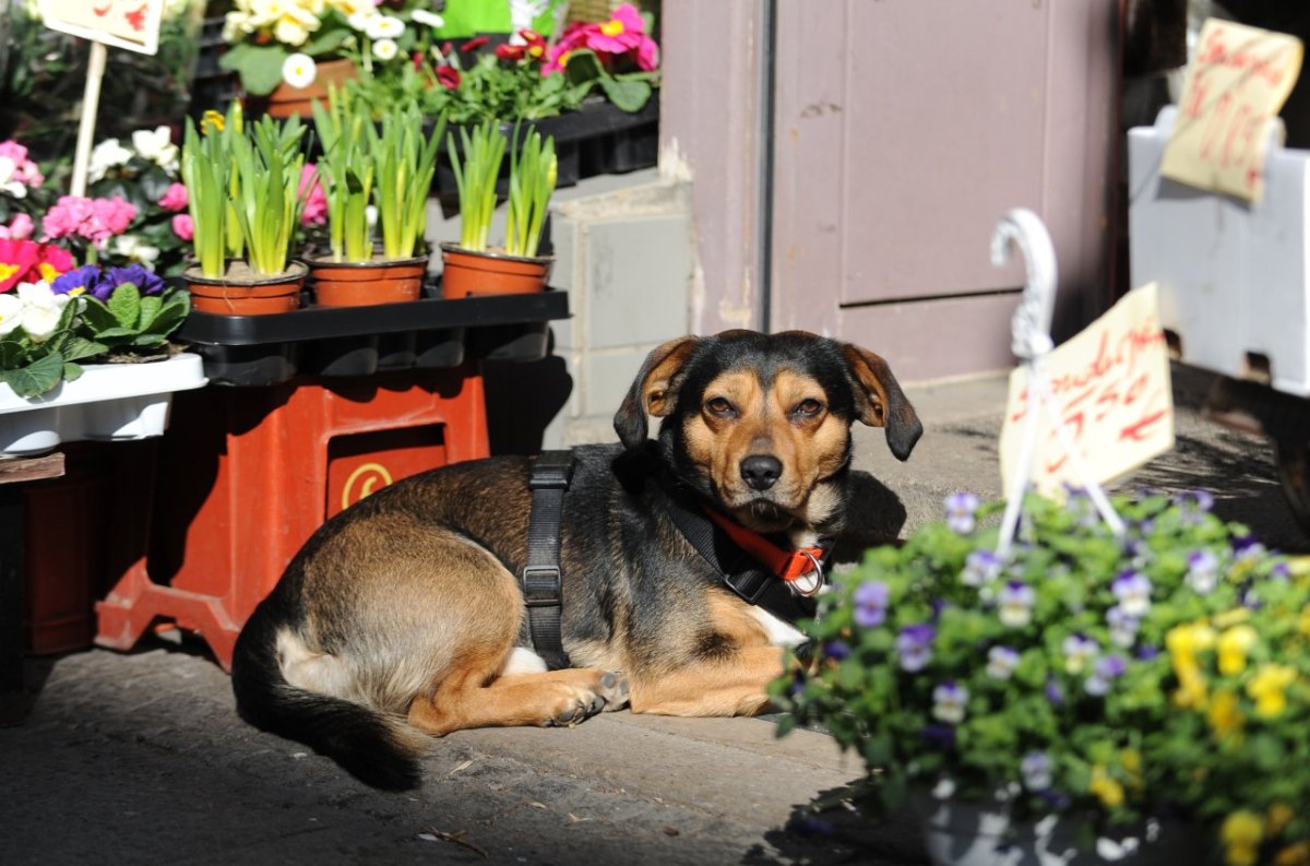 Hund_NRW.jpg