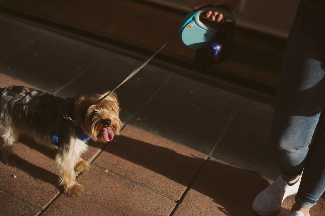 Ein Hund aus NRW büxt aus und liegt kurze Zeit später verletzt auf der Straße. (Symbolbild)