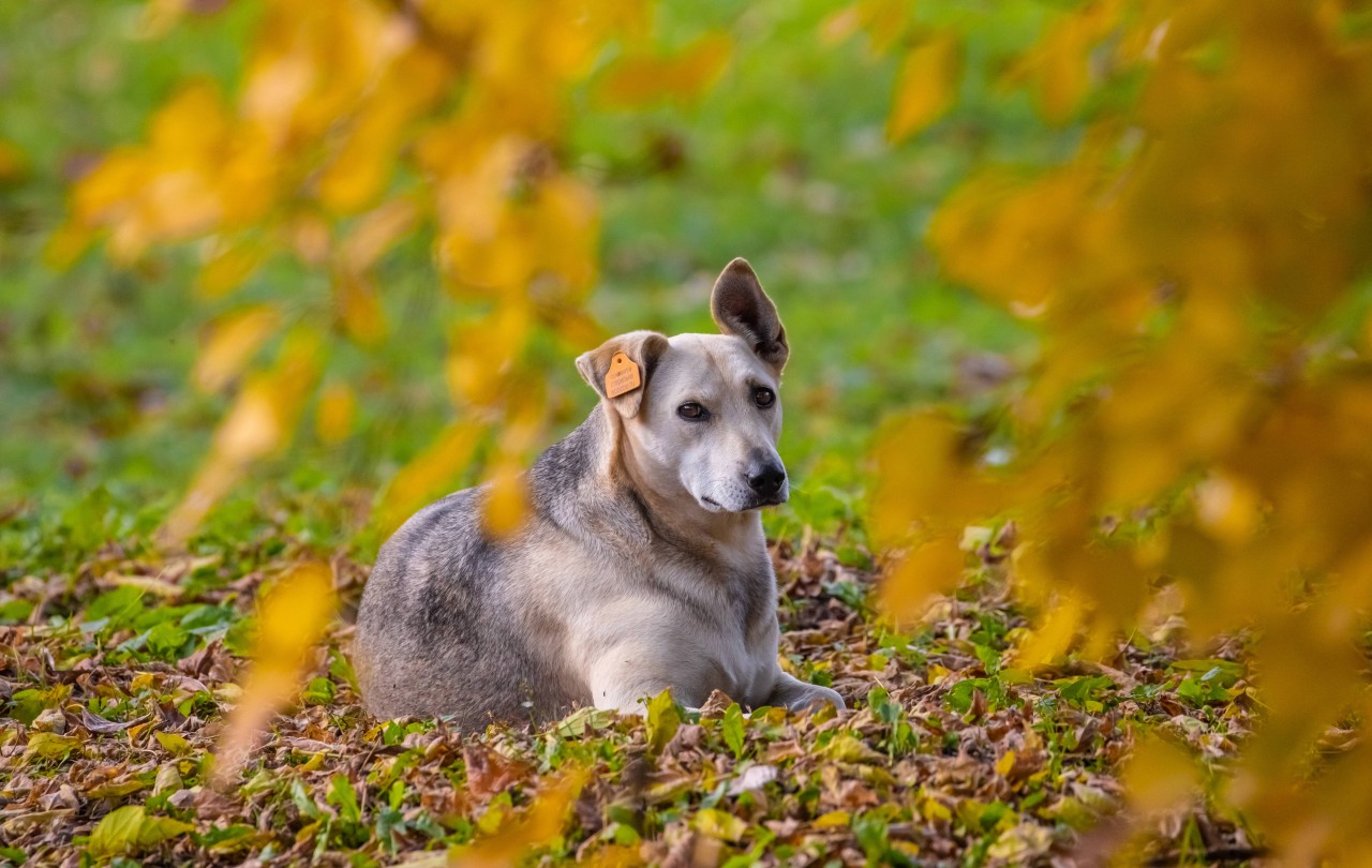 Hund in NRW: Das Schicksal dieser Hundedame ist bewegend. (Symbolbild)