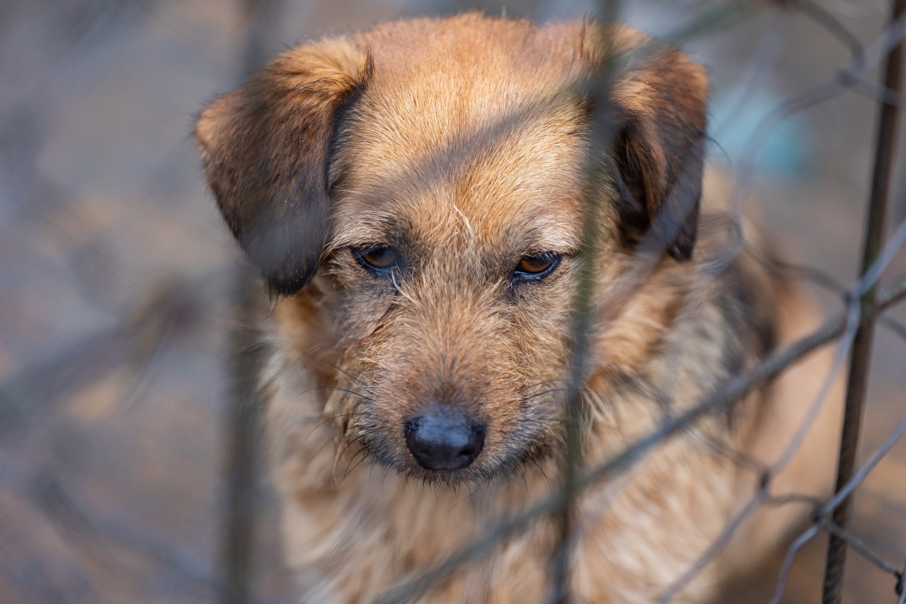 In NRW wurde ein Hund auf furchtbare Art entsorgt. (Symbolbild)