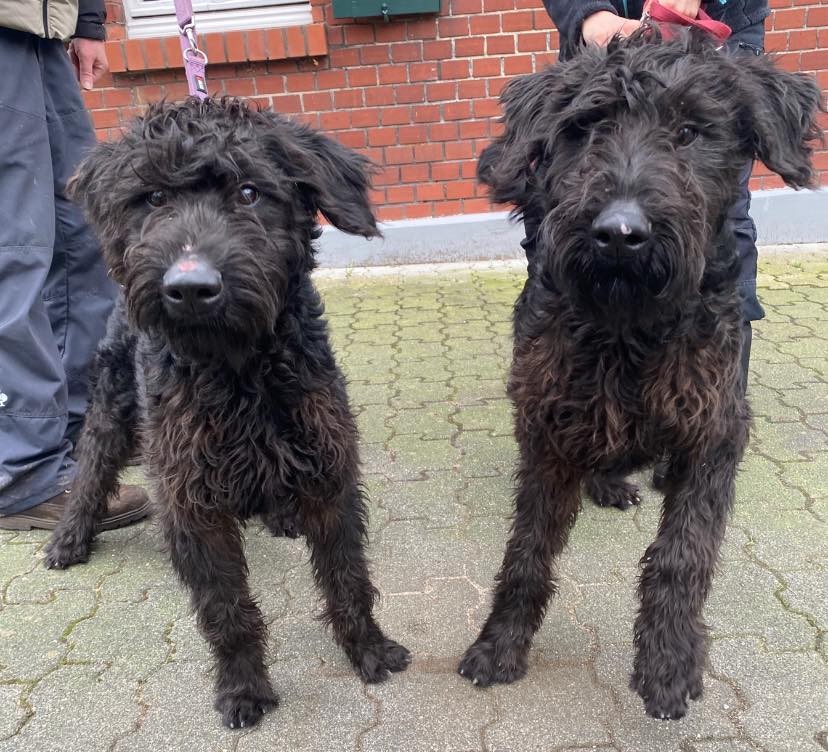 Hund in NRW: Die Anschaffung dieser beiden Riesenschnauzer stellte sich als großer Fehler heraus.