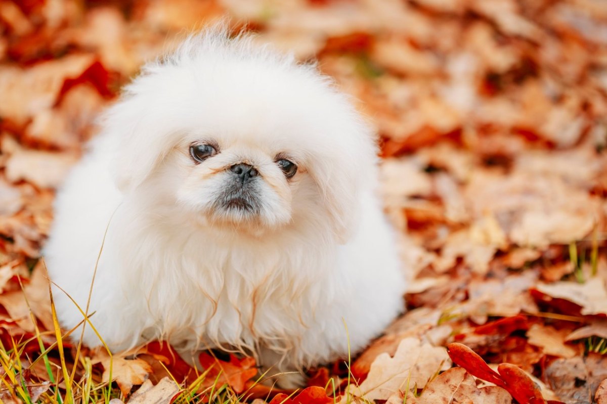 Hund_NRW_Pekinese.jpg