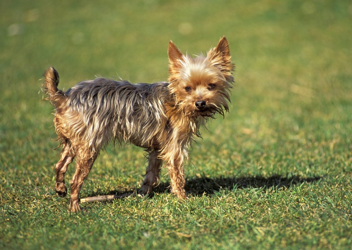 Hund Soest.jpg