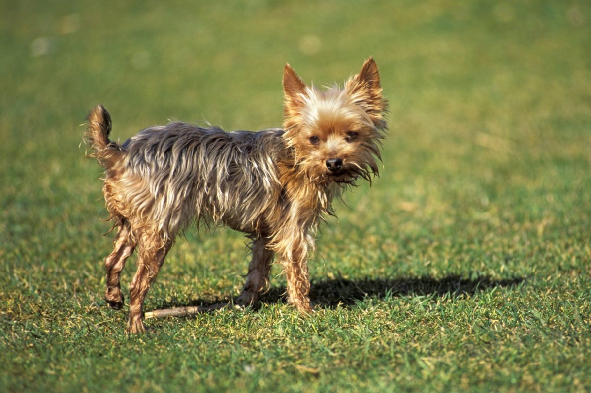 Hund Soest.jpg