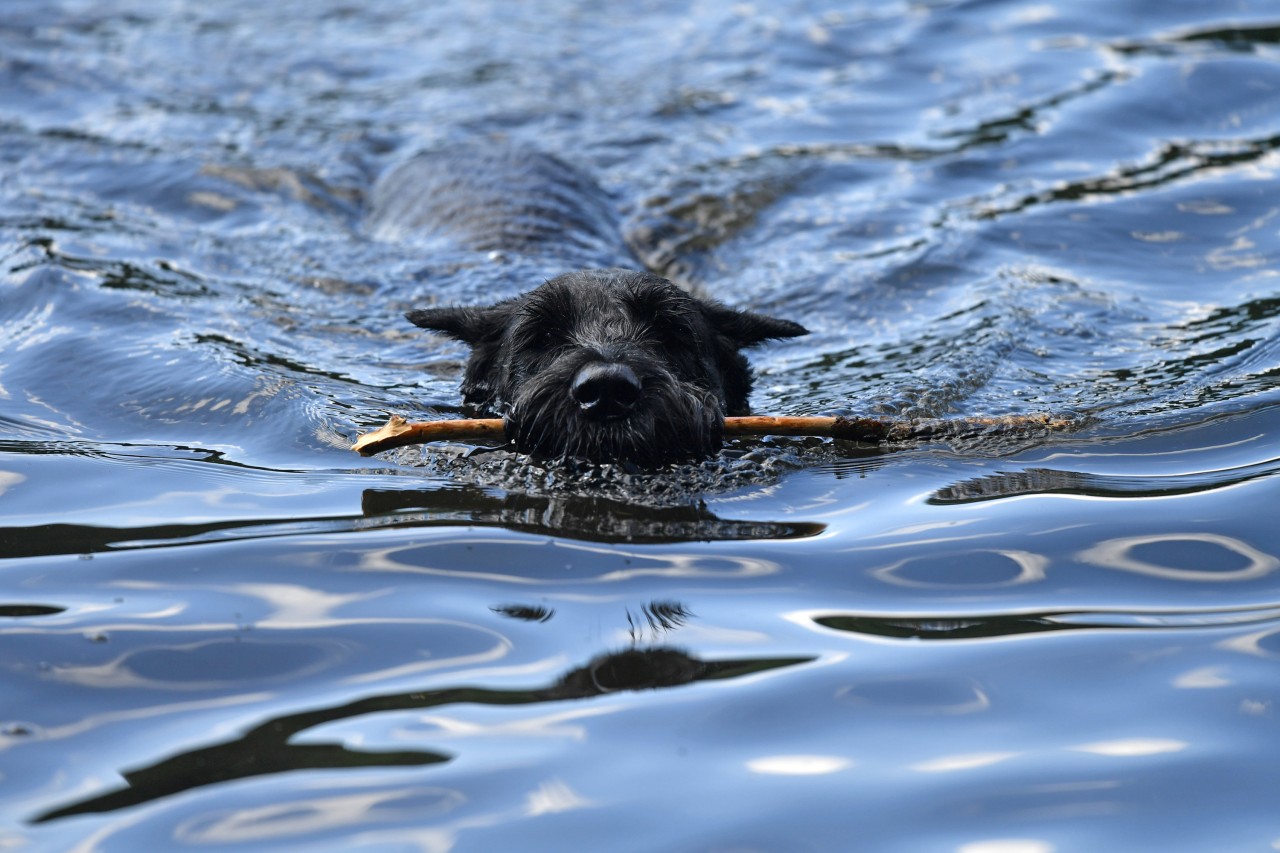 Manche Hunde fühlen sich im Wasser am wohlsten.