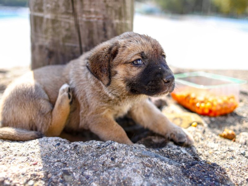 Hund Welpe