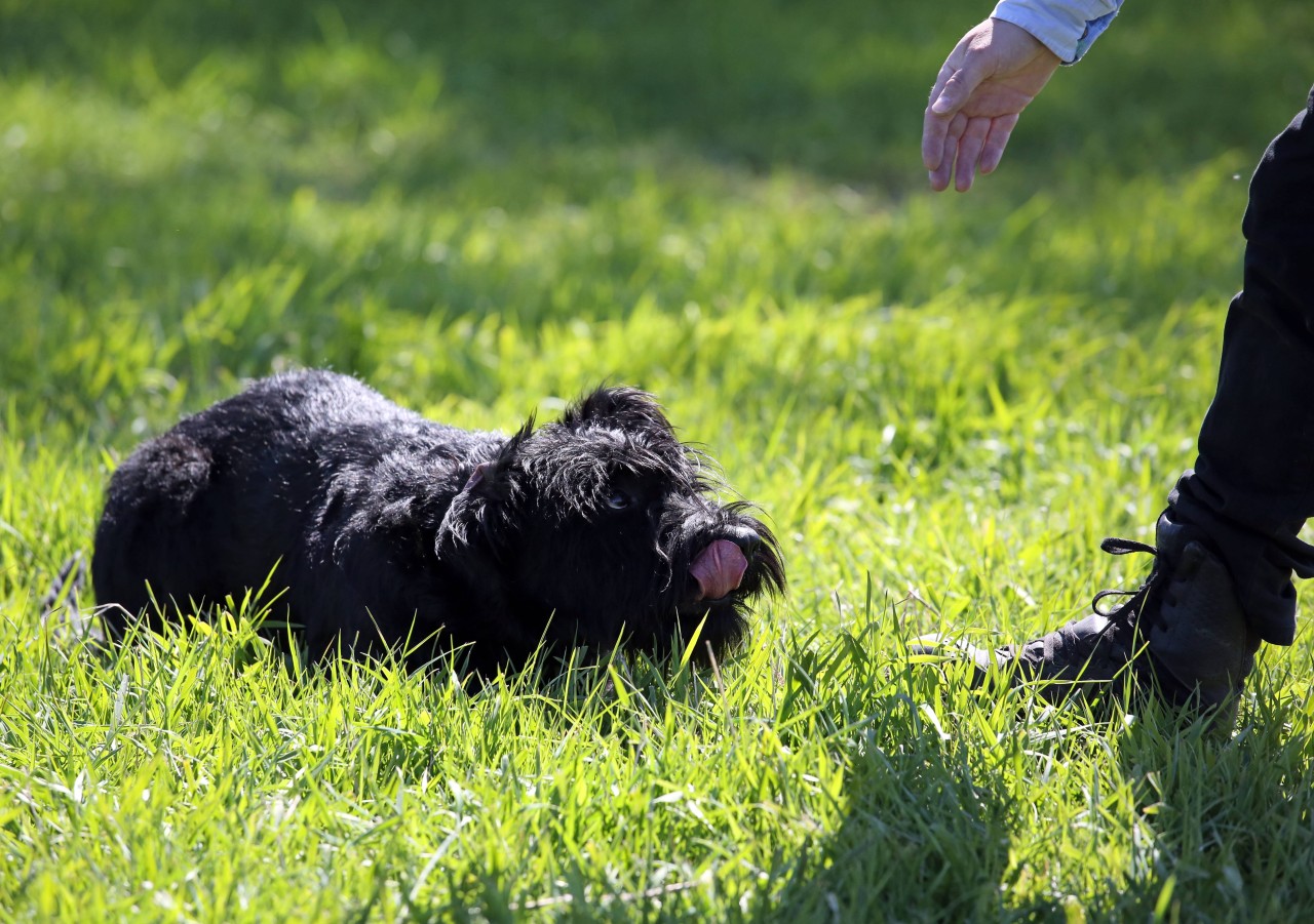 In Kierspe haben die Zeugen beobachtet, wie ein Halter seinen Hund gewürgt haben soll. (Symbolbild)