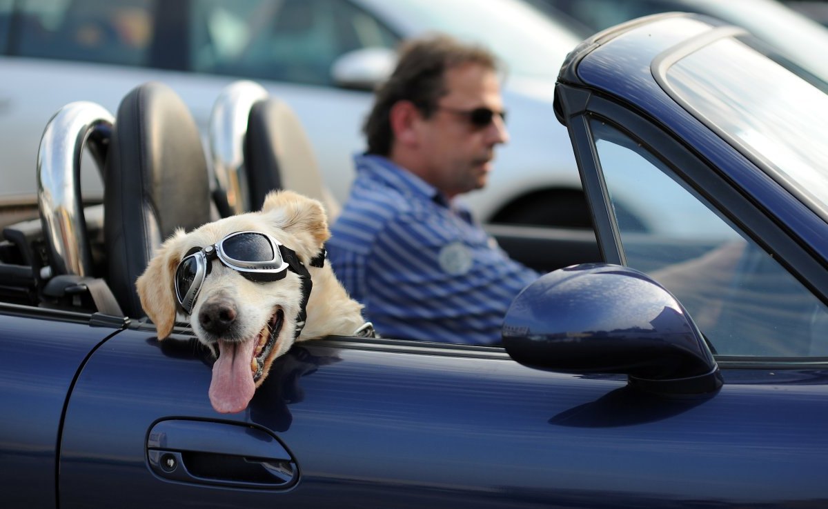 Hund im Cabrio