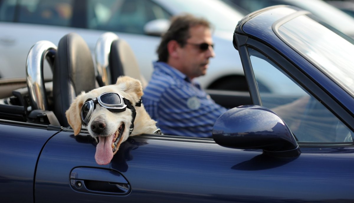 Hund im Cabrio