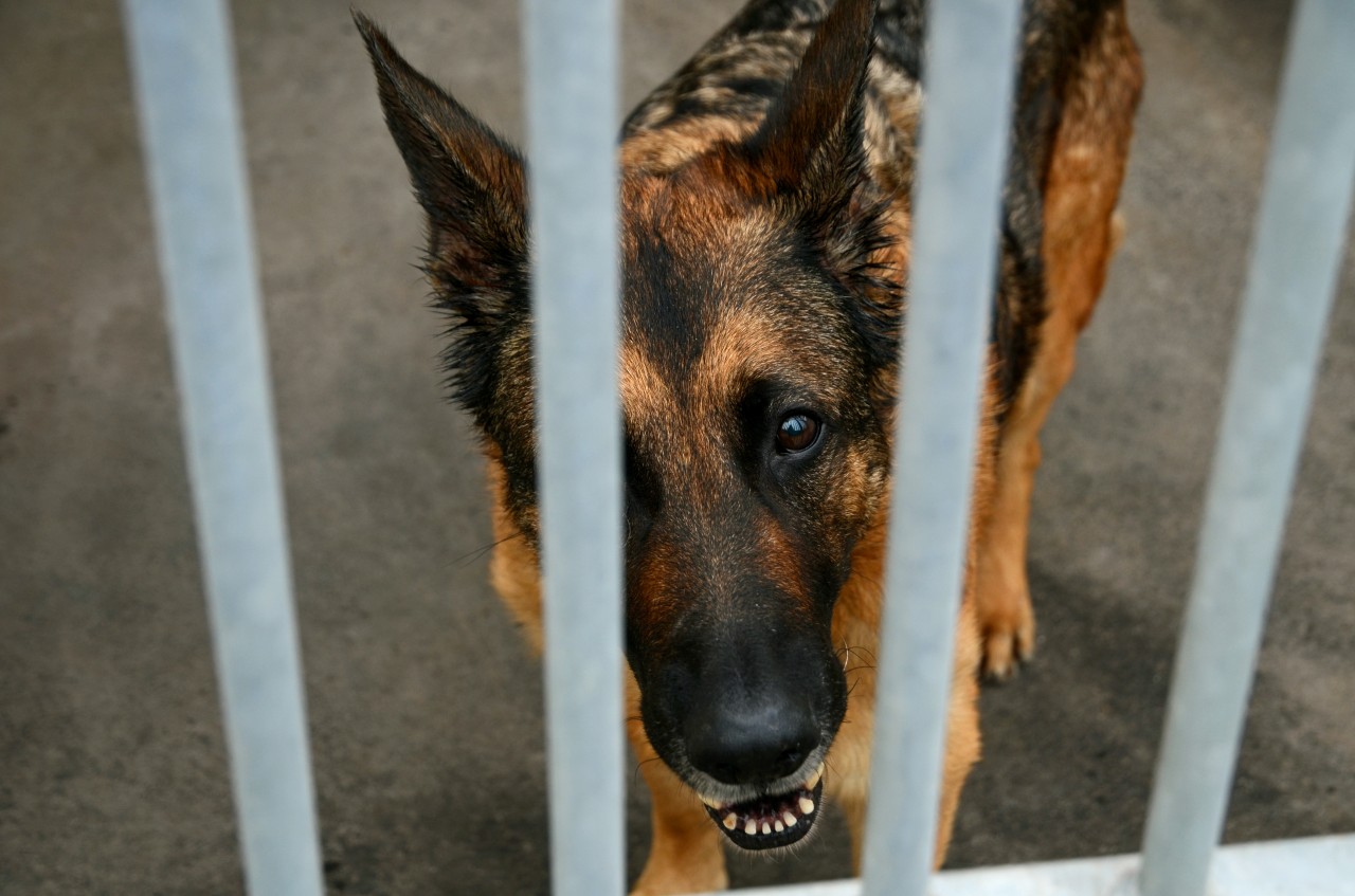 Hund in Düsseldorf: Eine Entdeckung macht das Tierheim-Personal richtig sauer. (Symbolbild)