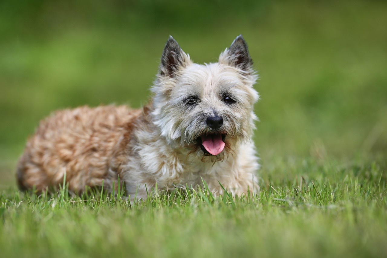 Ein Hund in NRW mit einem „großen Herz“ sucht ein neues Zuhause. (Symbolbild)