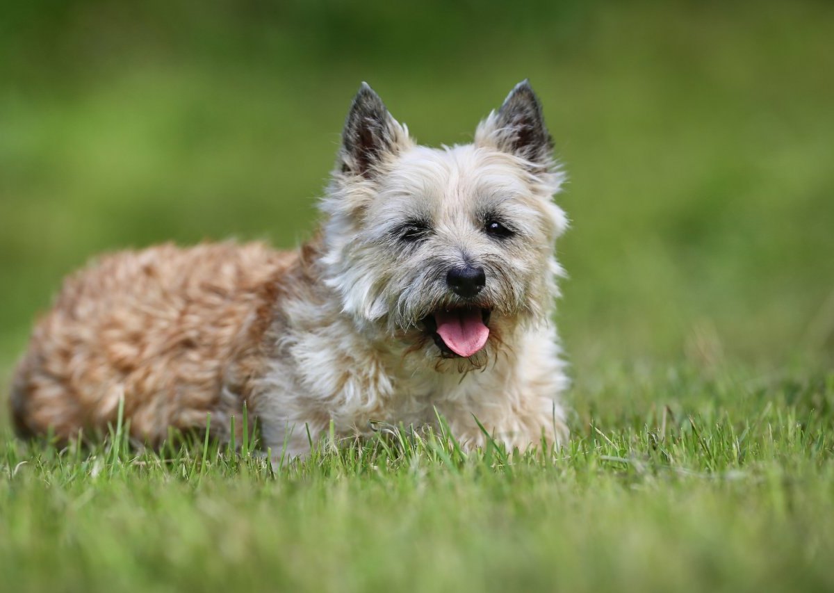 Hund in NRW.jpg