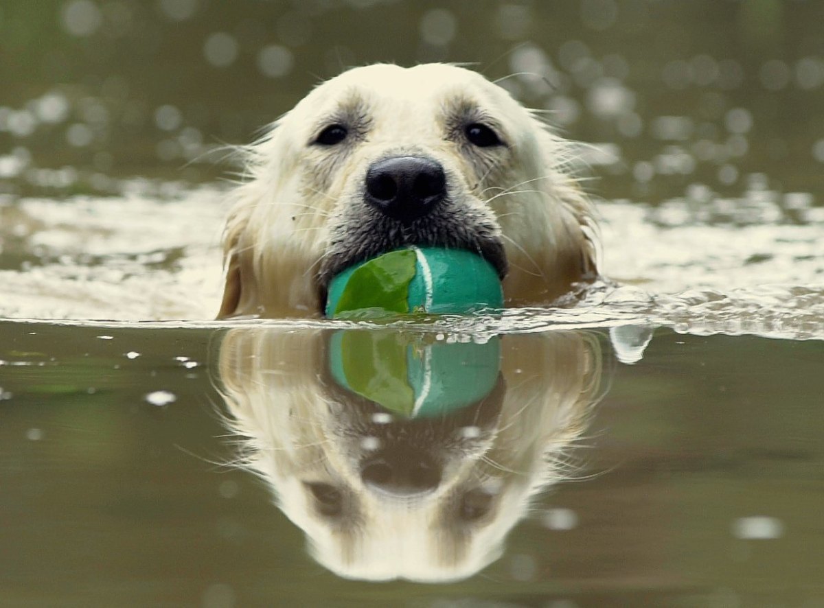 Hund schwimmt im See.jpg