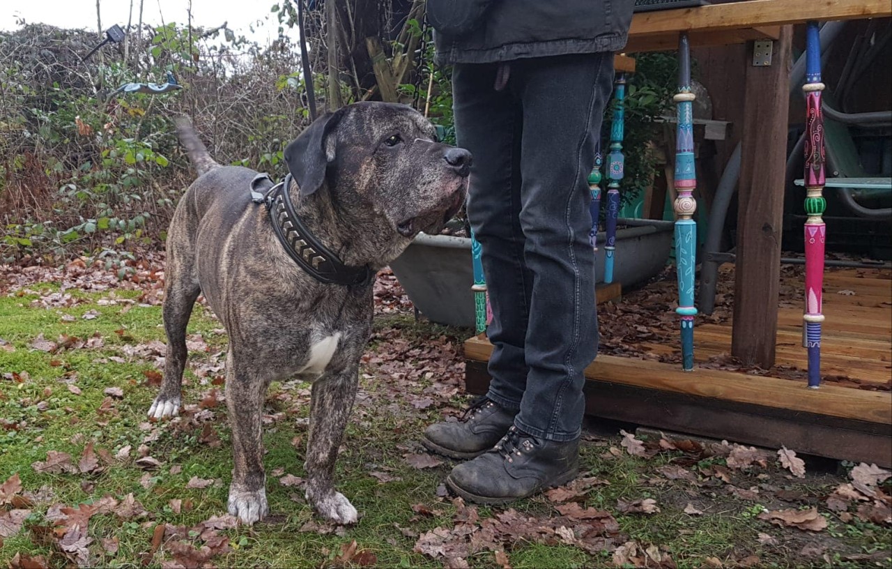 Möchtest du Hund Walter ein neues Zuhause geben?