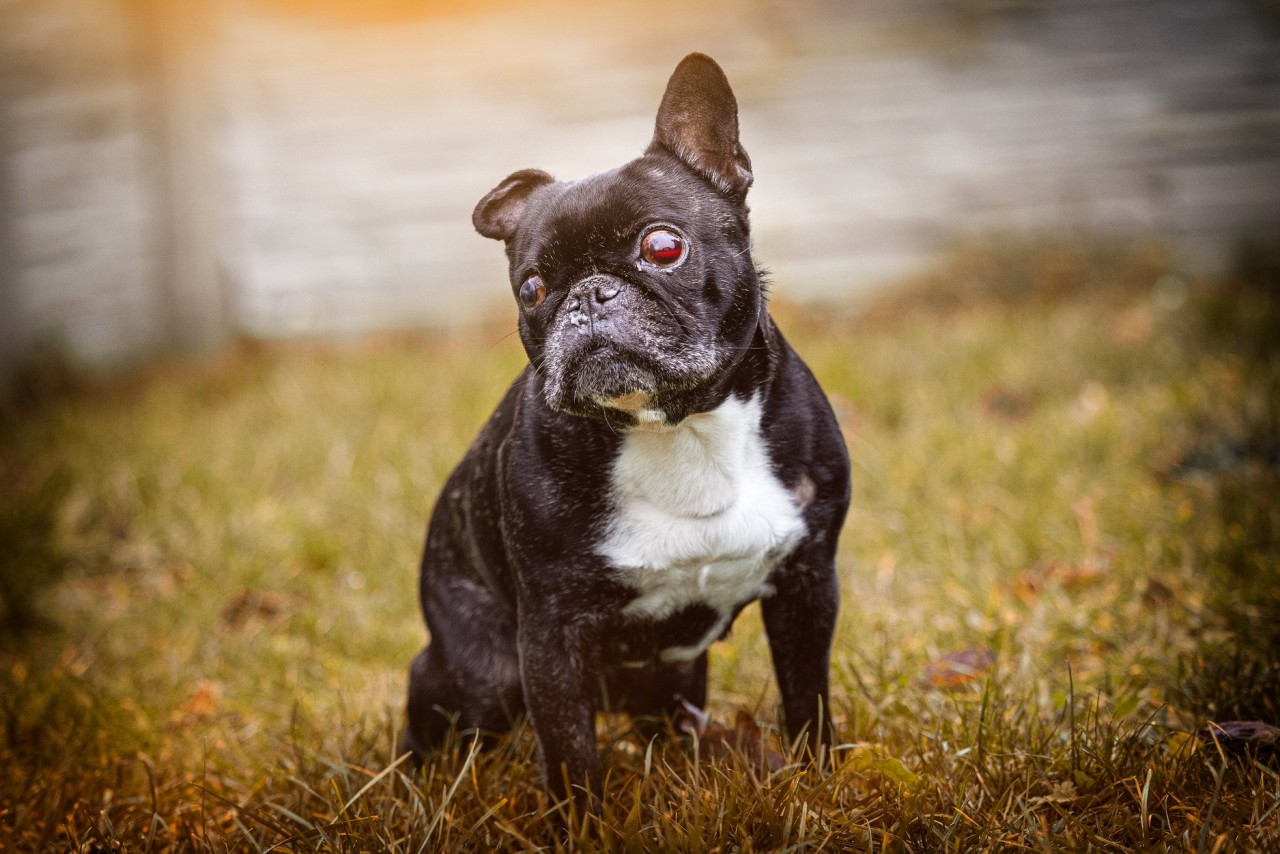 Hund in NRW: Bulldogge Kira hat eine traurige Geschichte. 