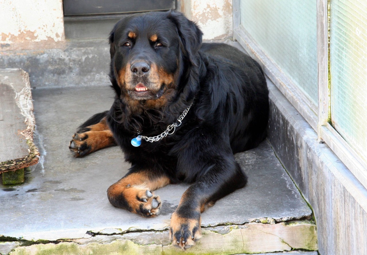 Hund in NRW: Ein Rottweiler-Mix wird das Tierheim wohl nie mehr verlassen. (Symbolfoto)