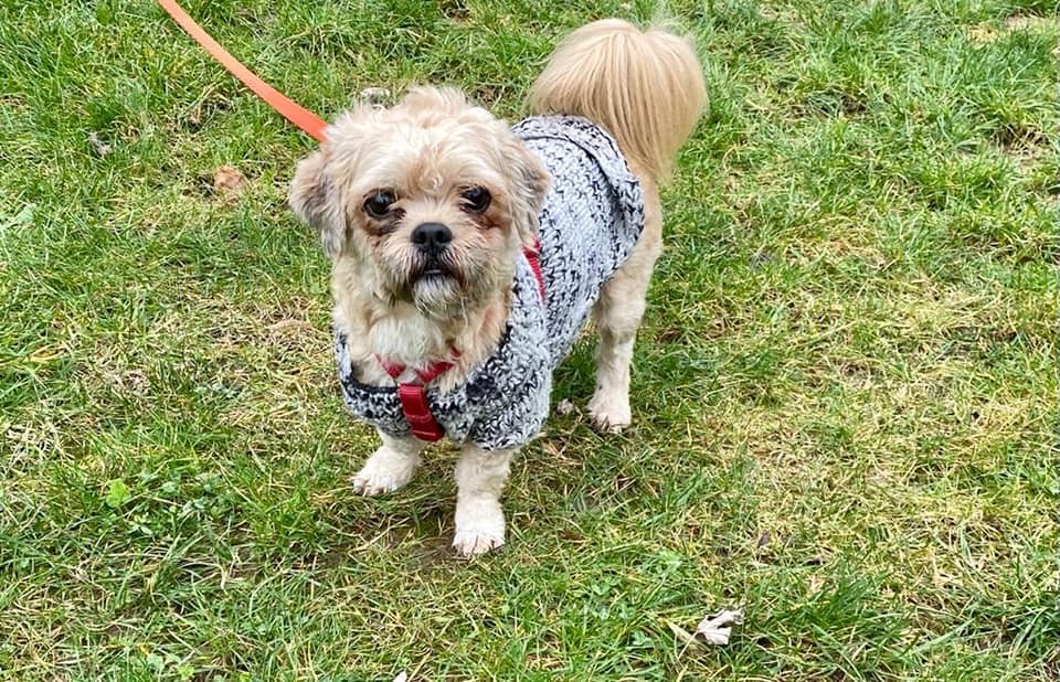 Hund in NRW: Carl-Otto musste in seinem Leben schon viel Leid ertragen.