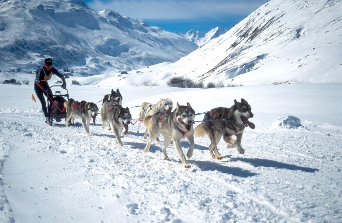 Husky Schlittenhundrennen Winter.JPG