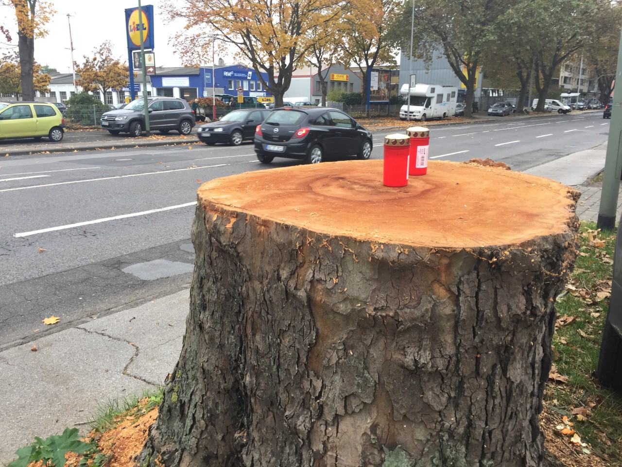 An der Koloniestraße wurden mehr als zehn Platanen gefällt. Duisburg trauert um die Bäume.