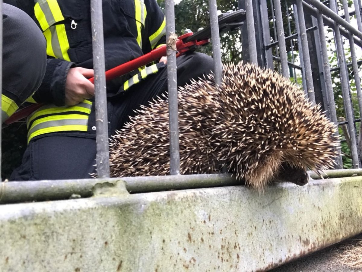 Igel feuerwehr.jpg