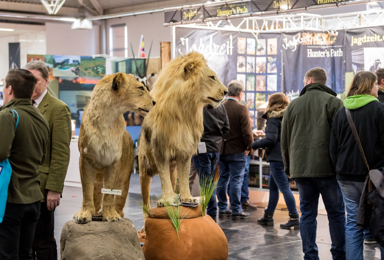 Ausgestopfte Löwen auf der „Jagd und Hund 2018“ in Dortmund. (Archivfoto)