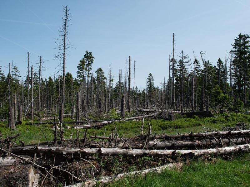 Kein schöner Anblick: Vom Borkenkäfer zerstörte Fichten stehen und liegen im Nationalpark Harz nahe dem Torfhausmoor.