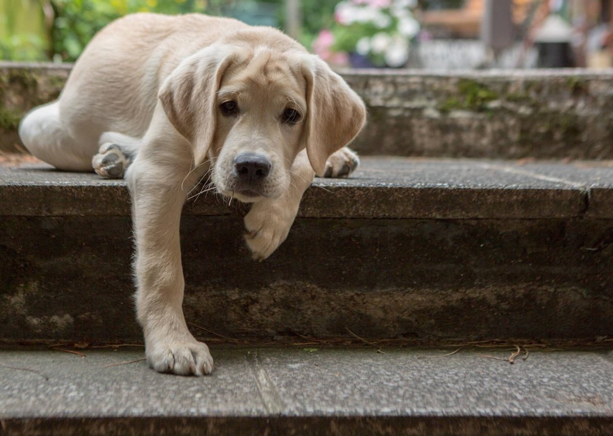 Labrador-Hund.jpg