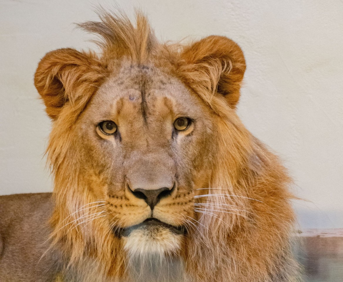 Kater Boeti soll sich langsam an die Weibchen im Zoo Dortmund gewöhnen.