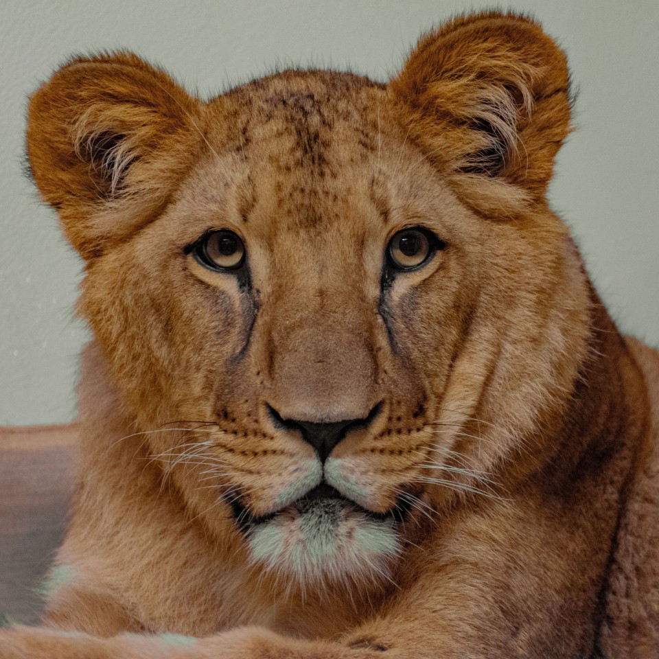 Die Löwen kommen langsam im Zoo Dortmund an. 