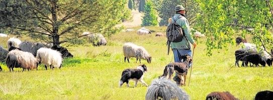 Lüneburger Heide, Heidschnucken, Schäfer, Schafe.jpg