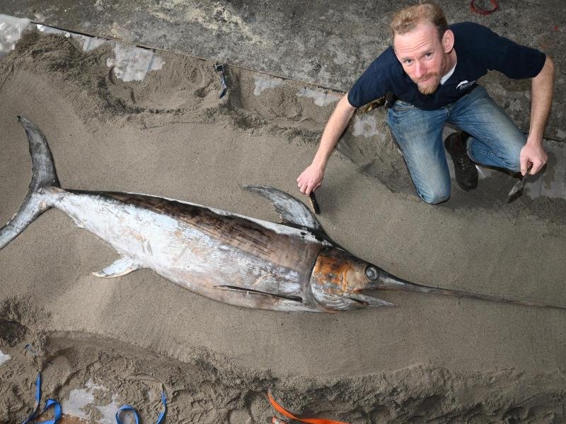 Martin Jost, Präparator im Meeresmuseum, hat mit den Präparationsarbeiten an einem Schwertfisch begonnen. Das 2,35 Meter lange Tier hatte sich vergangenen Sommer bei Wismar in einer Aalreuse verfangen. Von dem Fisch soll ein Abguss gemacht werden, um originalgetreue Kunststoffmodelle herstellen zu können.