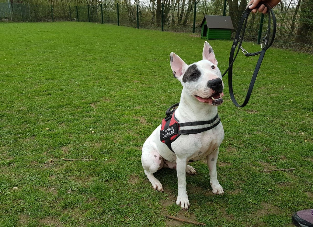 Der Bullterrier Milow ist seit sechs Jahren im Tierheim.