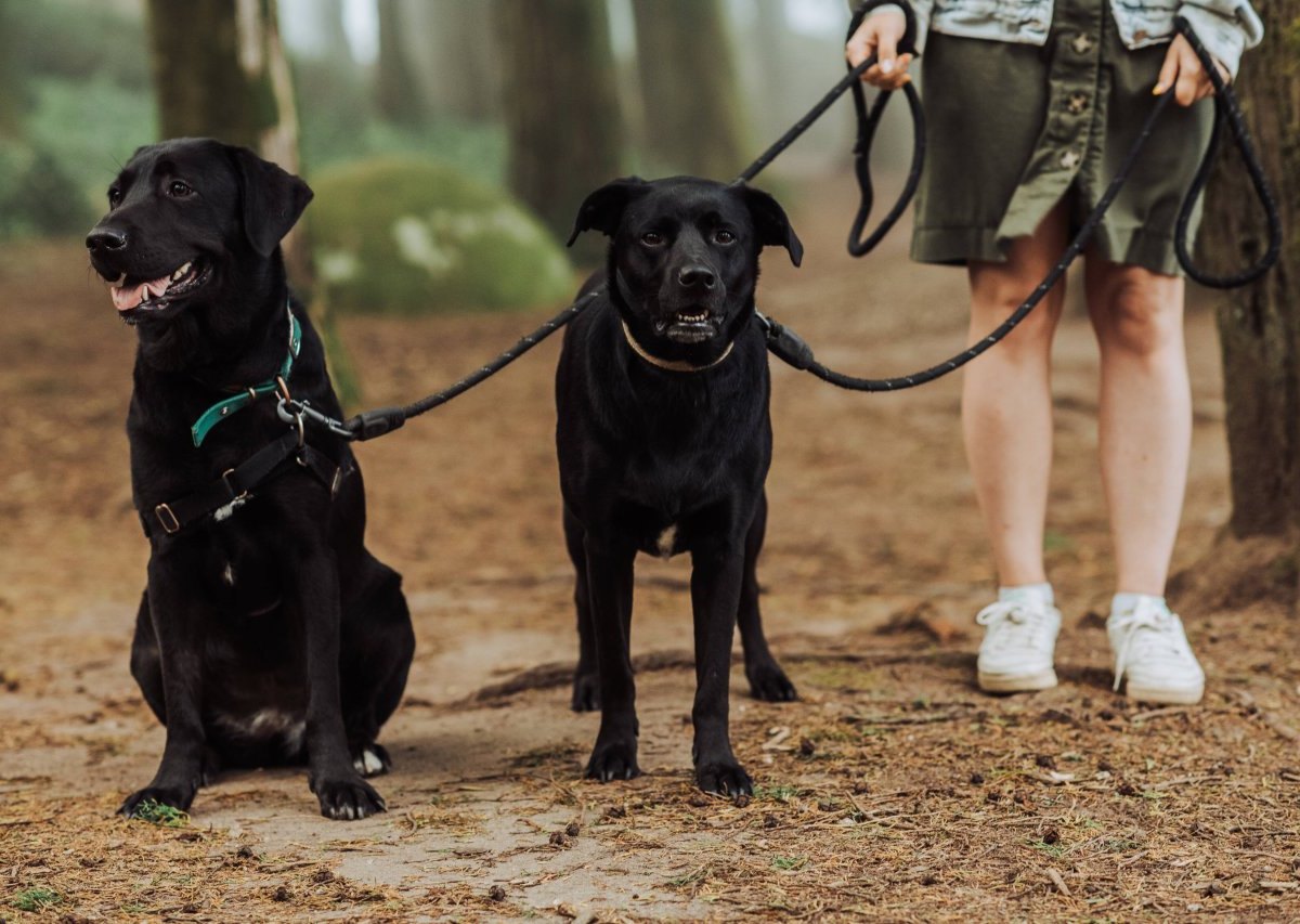 Mülheim Hund