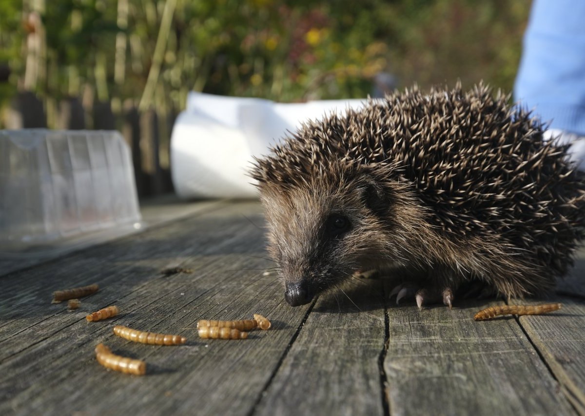 NRW Igel.JPG