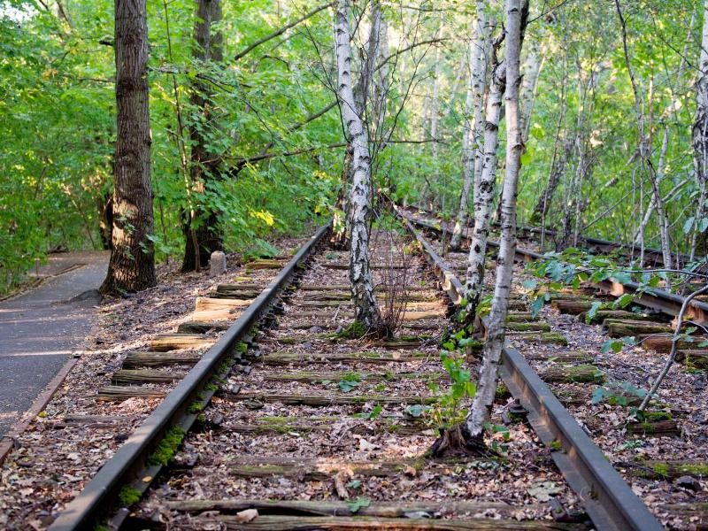 Oase in Berlin: Bäume wachsen durch alte Schienen im Natur-Park Schöneberger Südgelände.