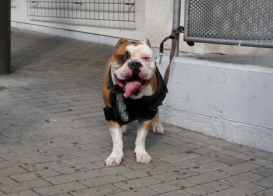 OldeEnglishBulldogge.jpg