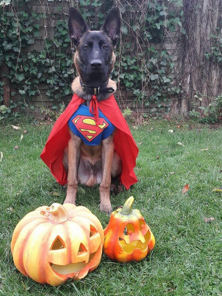 Polizei Hund Kasimir Dortmund Halloween.jpg