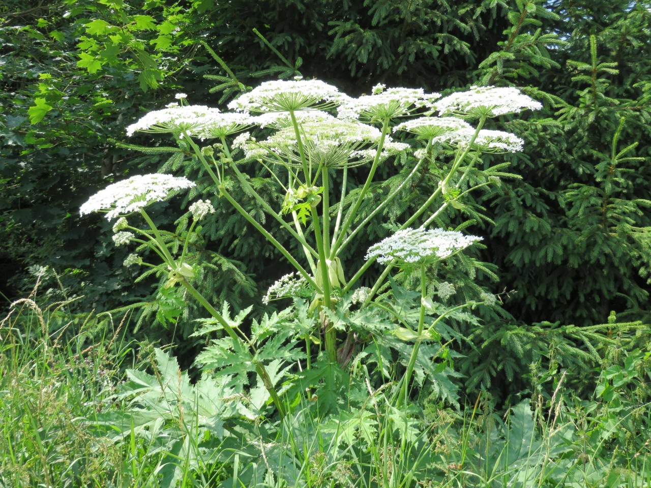 Der Riesenbärenklau – auch genannt Herkulesstaude – ist eine invasive Pflanze.